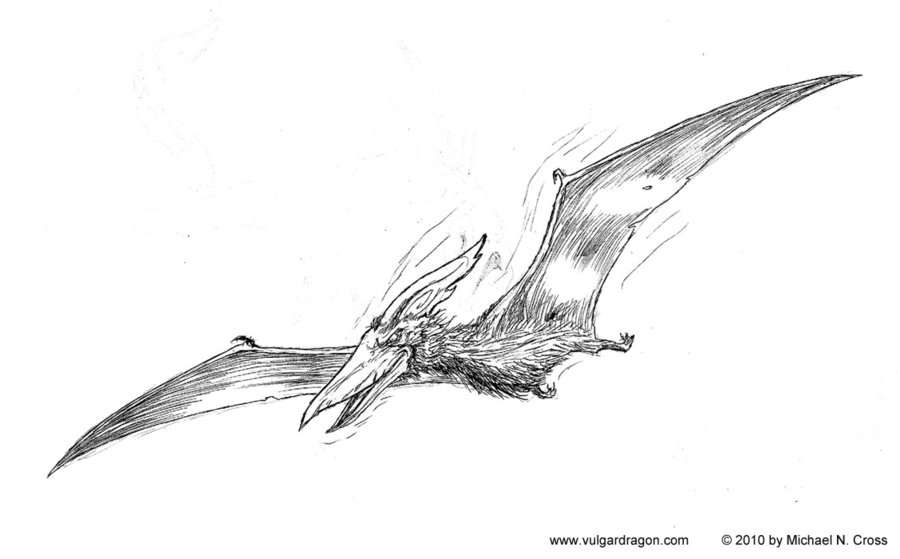 900x559 Fuzzy Old Pterodactyl By Vulgardragon - Pterodactyl Sketch