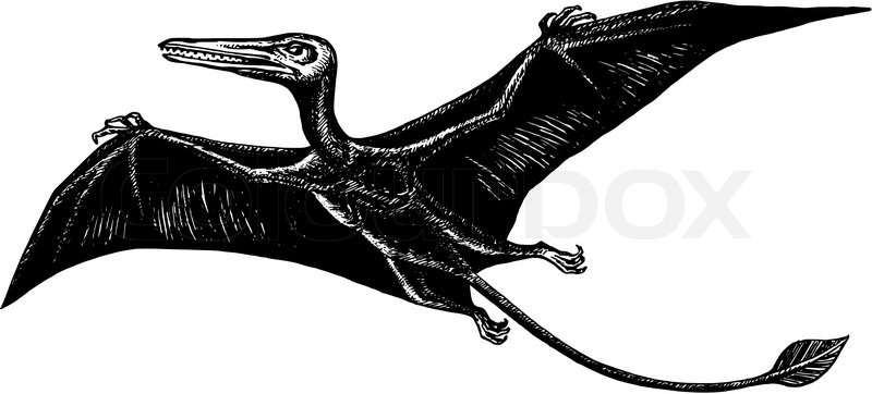 800x362 Hand Drawn, Vector, Sketch Illustration Of Pterodactyl - Pterodactyl Sketch