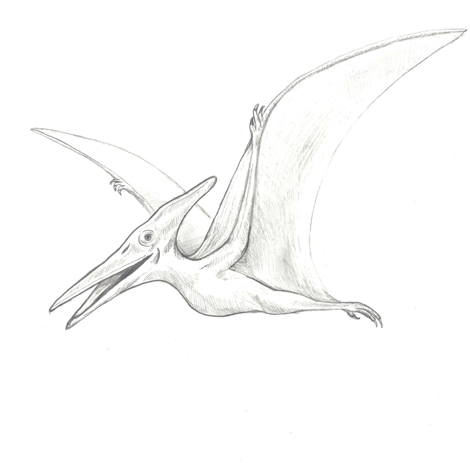 Pterodactyl Sketch at Explore collection of