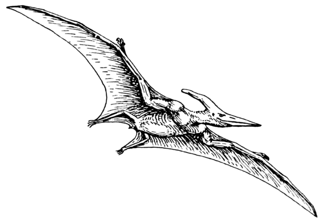 640x440 Pterodactyl Drawing - Pterodactyl Sketch
