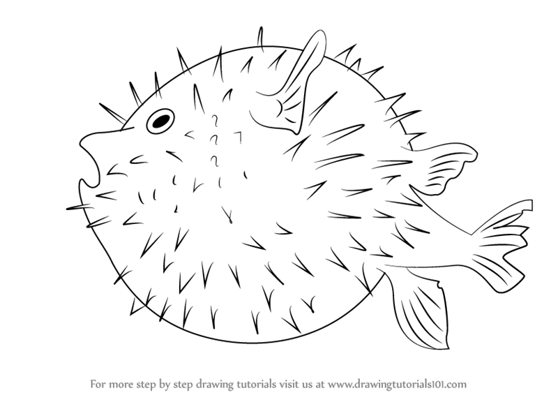 Puffer Fish Sketch at PaintingValley.com | Explore collection of Puffer ...