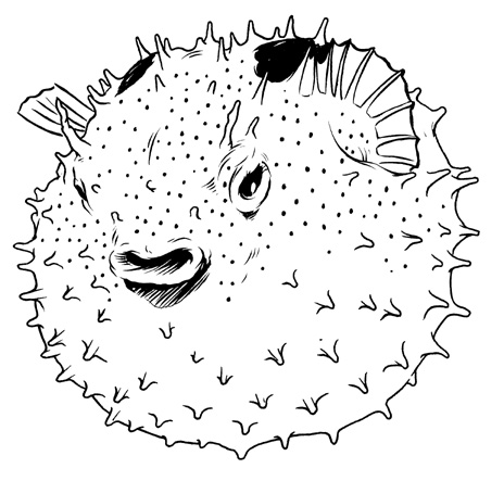 464x443 Porcupine Puffer Fish By Colbybluth - Puffer Fish Sketch