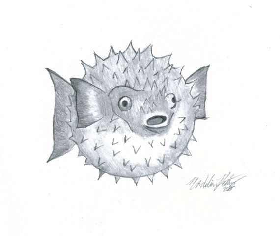 Puffer Fish Sketch At Paintingvalley.com 