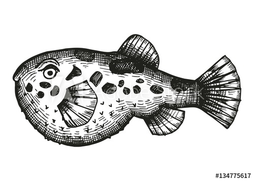 500x357 Puffer Fish Sketch On A White Background. Vector Illustration - Puffer Fish Sketch