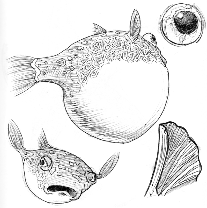 Рыба референс. Рыбки скетч. Наброски рыб карандашом. Морские рыбы эскизы.