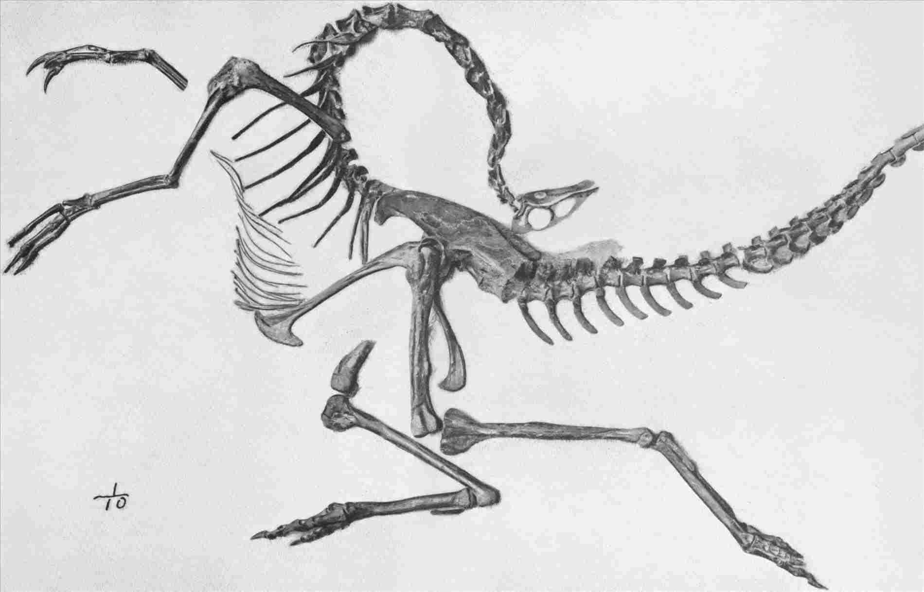 1900x1219 Rhjebbiologistsorg Puffer Fish Liferhlifeinthegrantwordpresscom - Puffer Fish Sketch