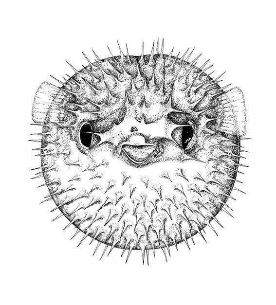 567x627 Stippling Motorcycles Custom Made Pufferfish, Scientific - Puffer Fish Sketch