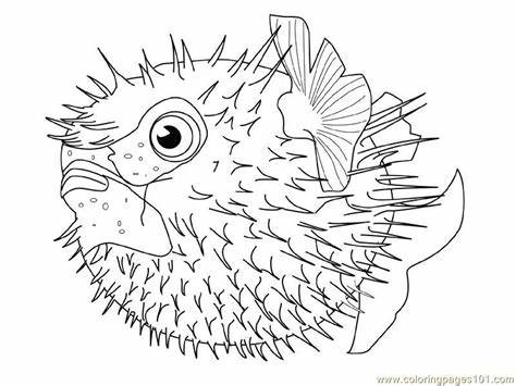 puffer fish drawings