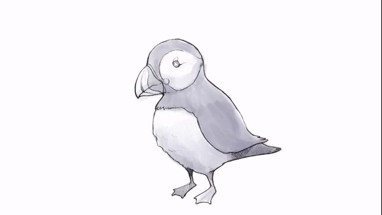 1280x720 How To Draw Puffin - Puffin Sketch
