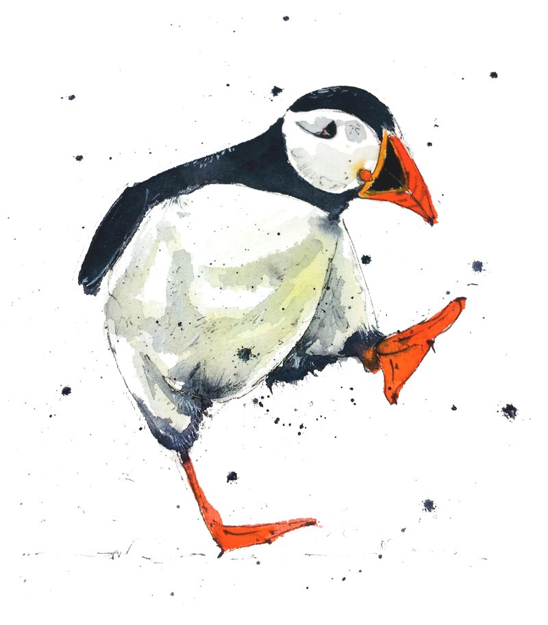 800x913 Michelle Campbell Art - Puffin Sketch