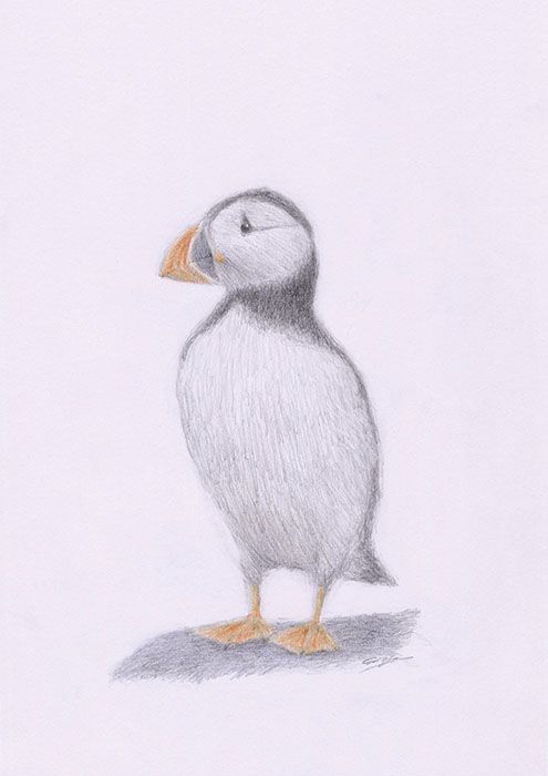 495x700 Puffin - Puffin Sketch