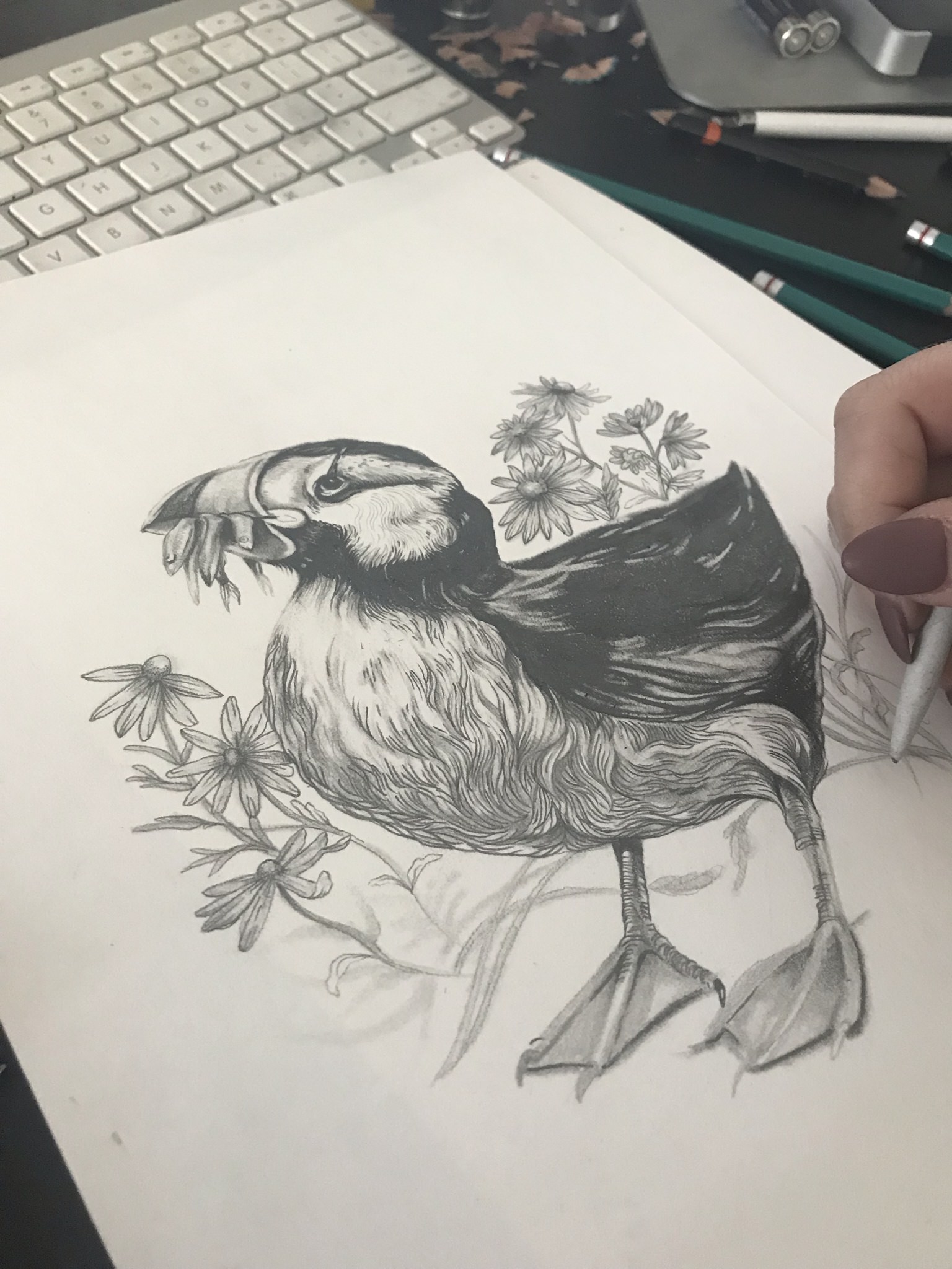 1536x2048 Puffin - Puffin Sketch