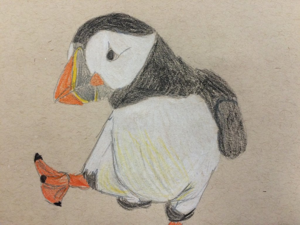 1024x768 Puffin Sketch Color By Webbiestgiant08 - Puffin Sketch