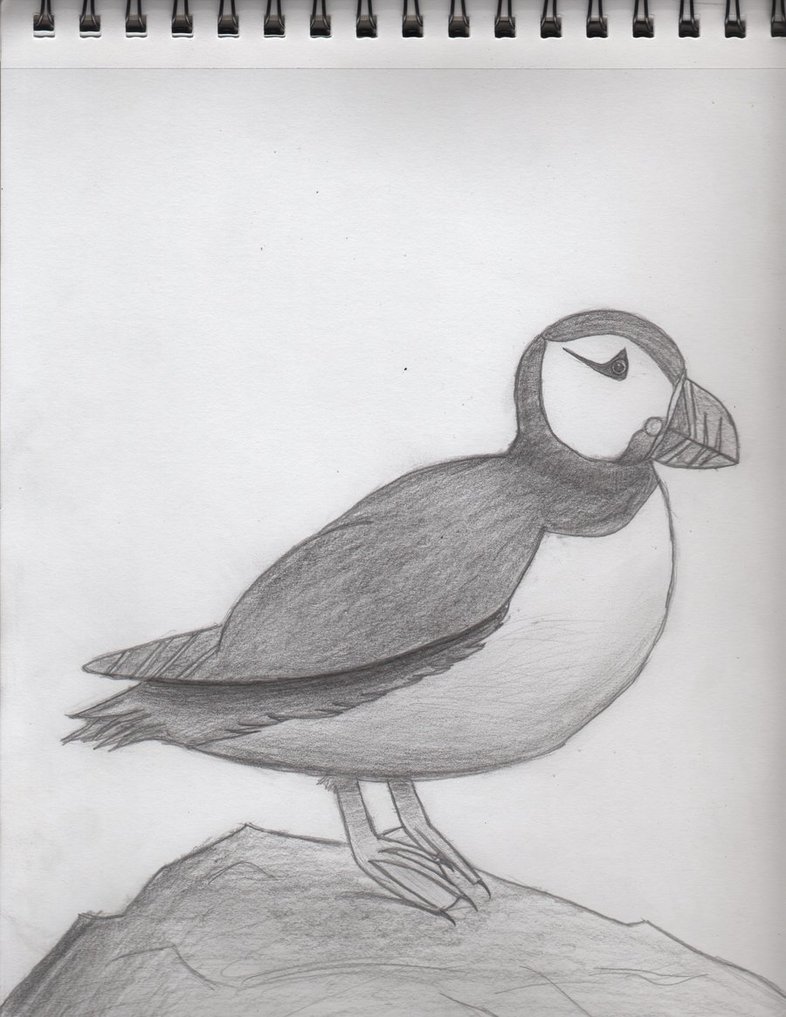 786x1017 Puffin Sketch By Immaeatyocookies - Puffin Sketch