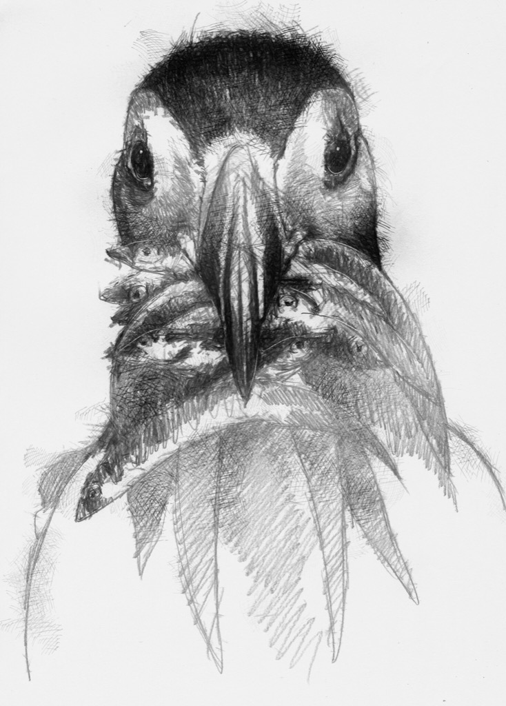 734x1024 Puffin Fishing - Puffin Sketch