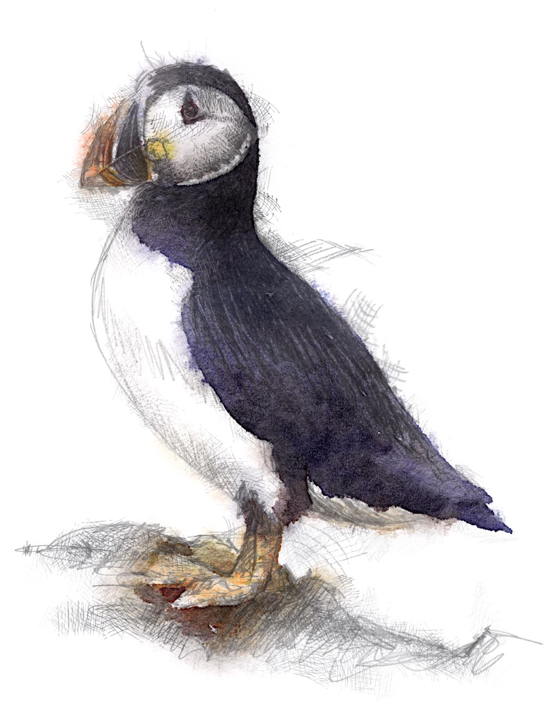 804x1049 Puffin In Danger - Puffin Sketch