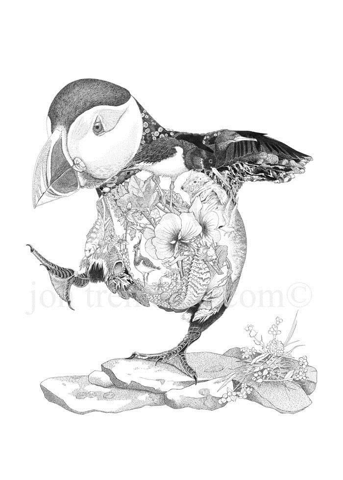 700x978 Puffin The Stowe Gallery Of Fine Art - Puffin Sketch