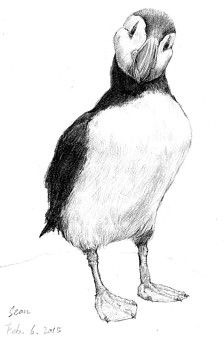 224x339 Puffin Drawing - Puffin Sketch