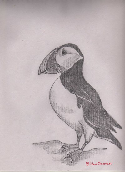 400x550 Puffin Sketch - Puffin Sketch