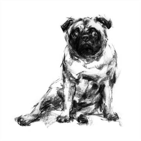 480x480 Paintmydog Dog Art Contemporary Dog Portraits - Pug Dog Sketches
