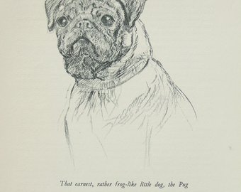 340x270 Pug Sketches Etsy Au - Pug Dog Sketches