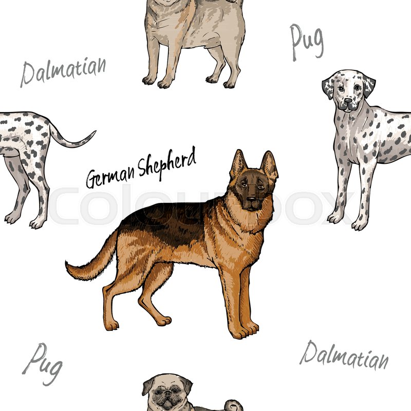 800x800 Seamless Pattern With Dogs. Hand Drawn Pug Dogs Sketches.vector - Pug Dog Sketches