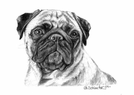 554x393 Sketch Of A Pug Pug Dog Sketches Inderecami Drawing - Pug Dog Sketches