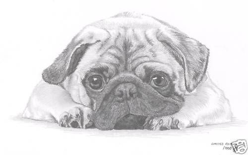 500x313 Beautiful Sketch How To Dog Two Beautiful Sketches - Pug Dog Sketches