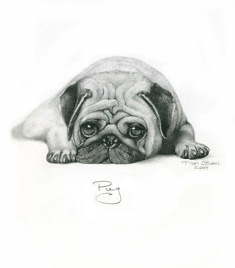 483x550 Pug Sketch Sketches Pugs, Pug Art And Dog Art - Pug Dog Sketches