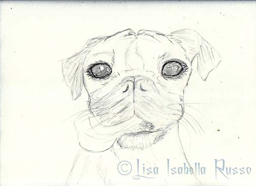 504x367 The Fine Art And Ramblings Of Lisa Isabella Russo Sketch Of Peony - Pug Dog Sketches