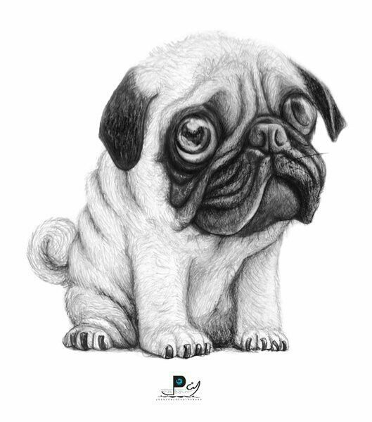 529x600 Drawn Pug Black And White - Pug Dog Sketches