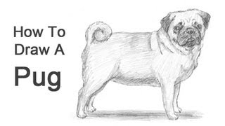 320x180 How To Draw A Dog (Pug) - Pug Dog Sketches
