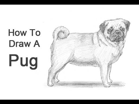 480x360 How To Draw A Dog (Pug) - Pug Sketch