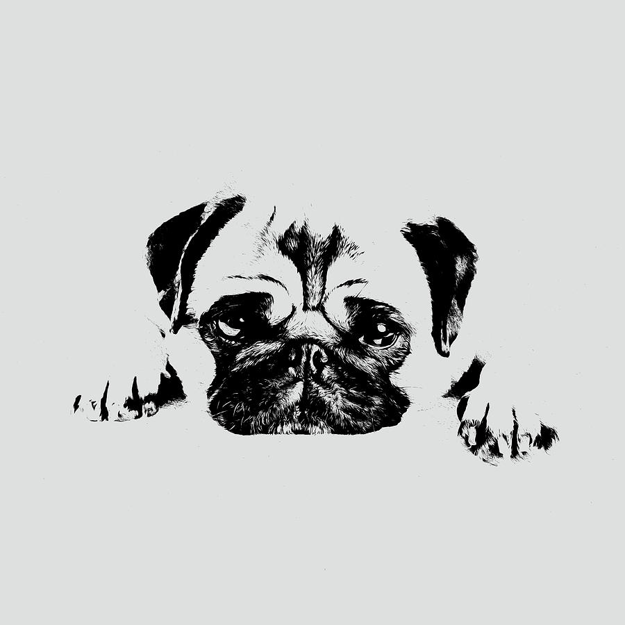 900x900 Pug Dog Sketch Digital Art Digital Art By Creativemotions - Pug Sketch