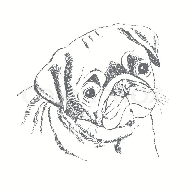 800x800 Pug Dog Face. Hand Drawn Vector Illustration. Sketch. Stock - Pug Sketch