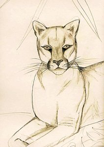 212x300 Puma Drawing By Charles Jennison - Puma Sketch