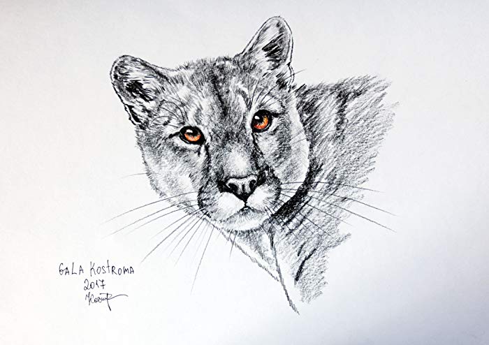 Puma Sketch at PaintingValley.com | Explore collection of Puma Sketch