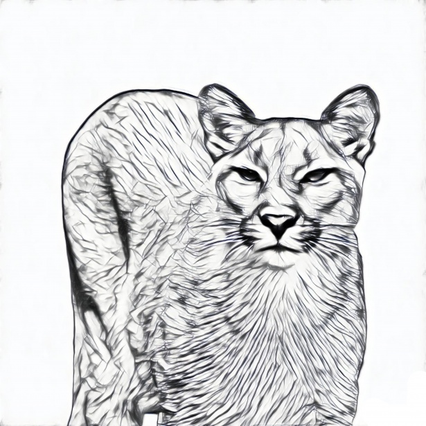 615x615 Puma Sketch Free Stock Photo - Puma Sketch