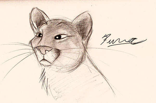 600x397 Puma Sketch By Mitch El - Puma Sketch