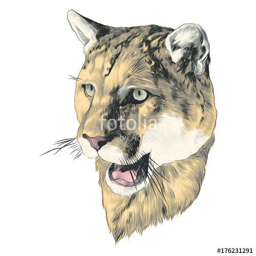 500x500 Puma Sketch Head Vector Graphics Color Picture Stock Image And - Puma Sketch