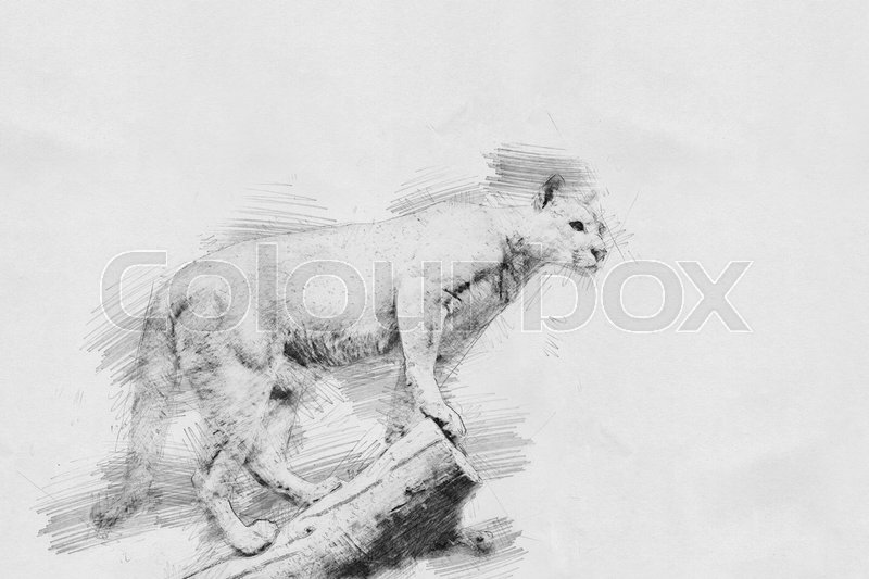 800x533 Puma. Black And White Sketch With Pencil Stock Photo Colourbox - Puma Sketch
