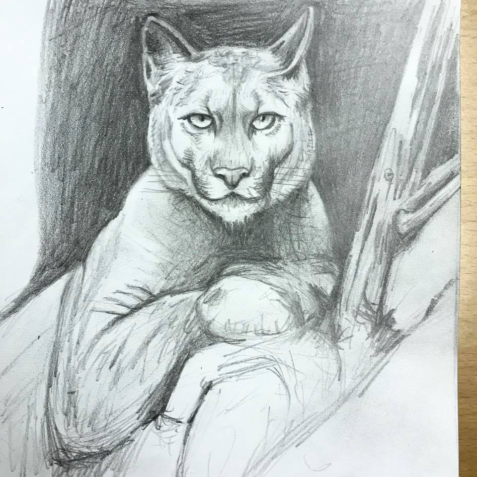 960x960 Sketch Of A Puma Steemit - Puma Sketch
