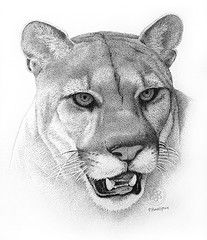 207x240 Black Puma Sketch Portrait Bw Art Pen Ink Sketch Artwork Drawing - Puma Sketch
