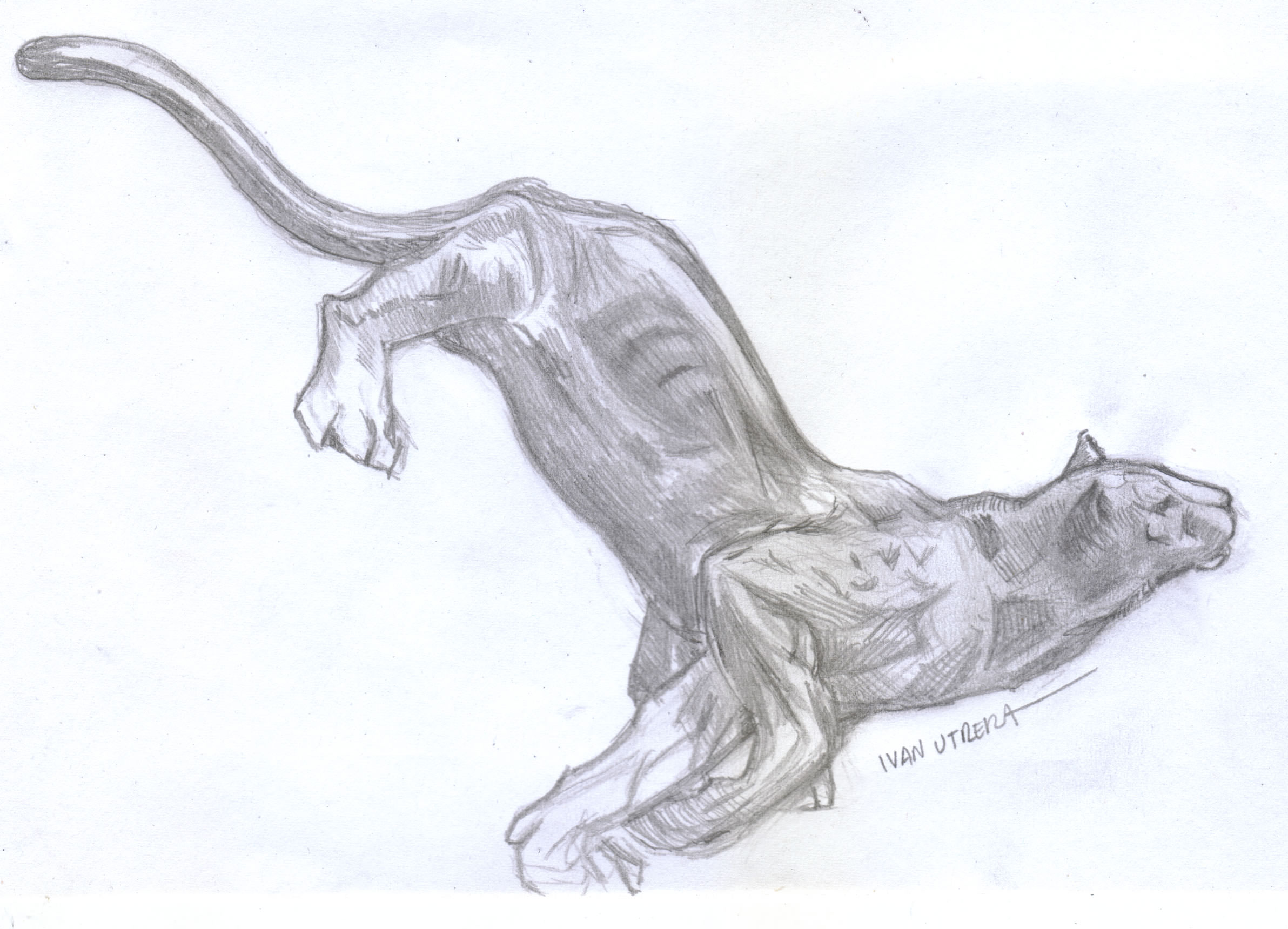 2384x1720 Puma - Puma Sketch