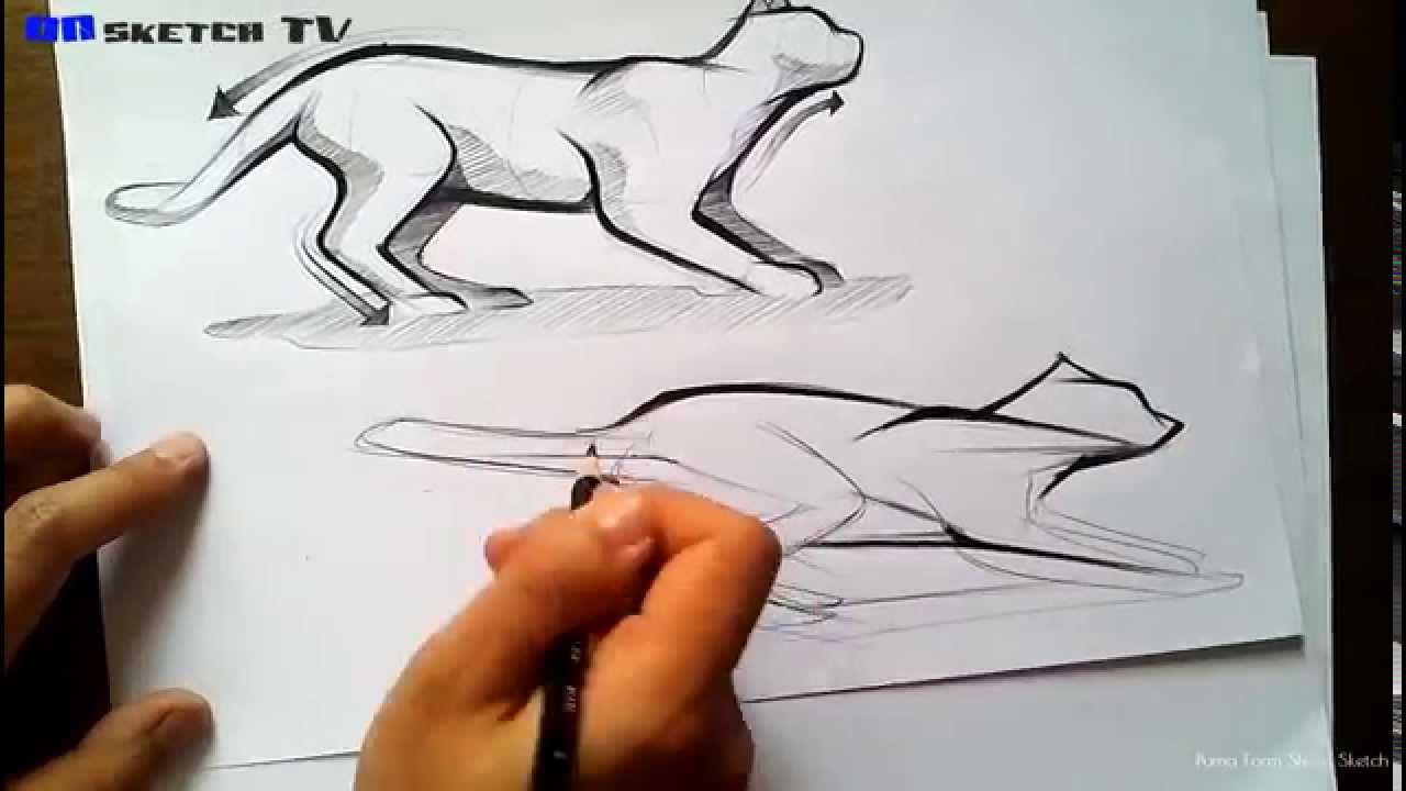 1280x720 Tv Sketch - Puma Sketch