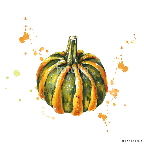 500x500 Watercolor Hand Drawn Illustration Of Pumpkin. Watercolor Pumpkin - Pumpkin Sketch