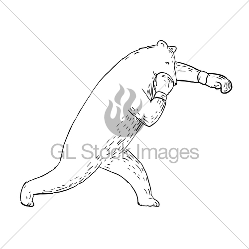 500x500 Kodiak Bear Left Straight Punch Drawing Gl Stock Images - Punch Sketch