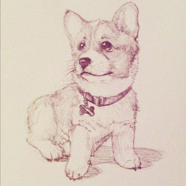 612x612 Khuon Nguyen, Corgi Puppy Sketch Corgis! Corgi - Puppy Sketch
