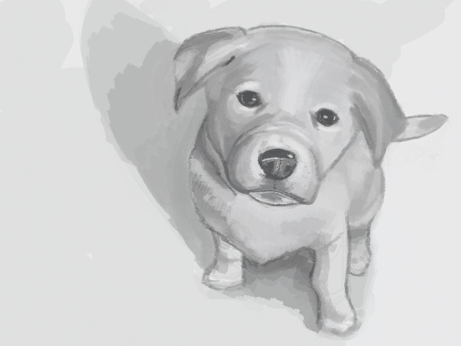 900x675 Puppy Sketch 01 Bg Copy2 By Massacrearts - Puppy Sketch