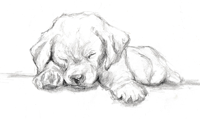 665x397 Quick Graphite Sketch Of A Labrador Puppy Labrador - Puppy Sketch